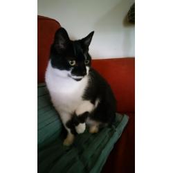 cat looking for forever home.