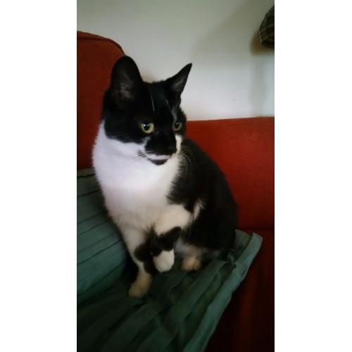 cat looking for forever home.
