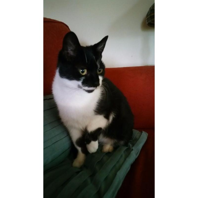 cat looking for forever home.