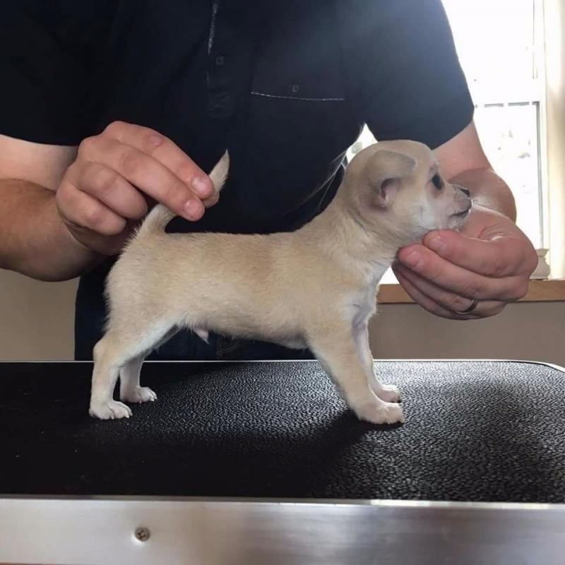 Quality Blue Fawn KC Registered Smoothcoat Chihuahua Boy