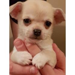 Quality Blue Fawn KC Registered Smoothcoat Chihuahua Boy