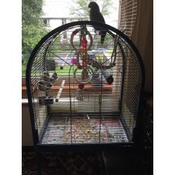 Large Amazon orange wing parrot.
