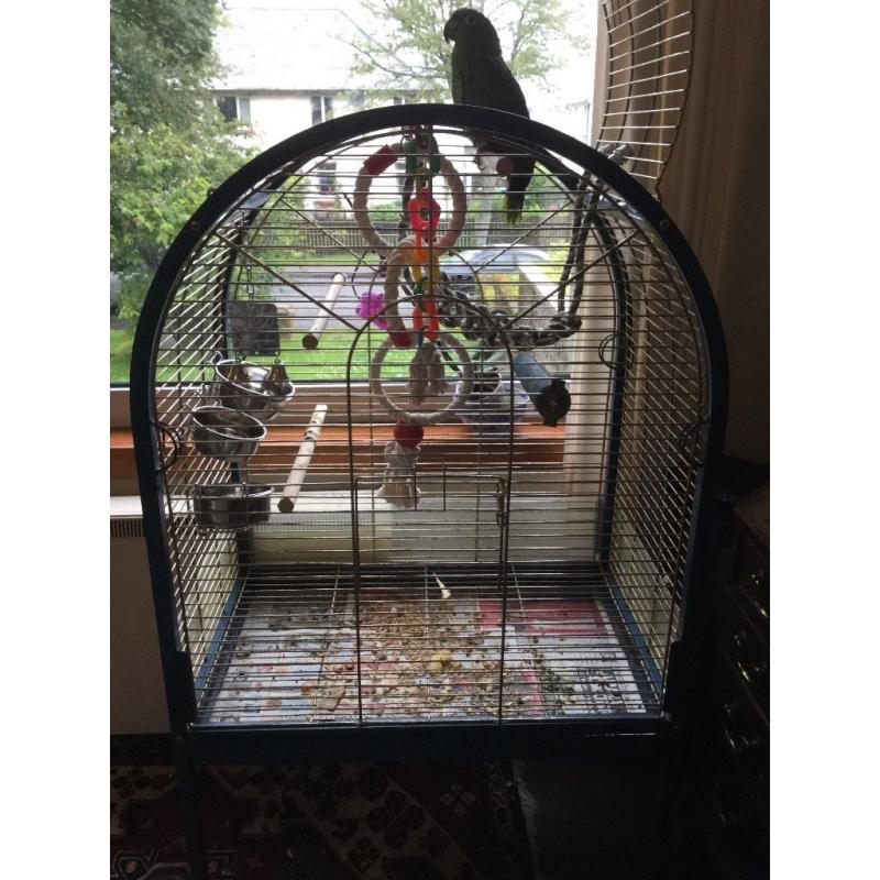 Large Amazon orange wing parrot.