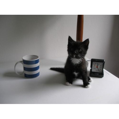 TINY KITTENS FOR SALE