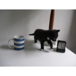 TINY KITTENS FOR SALE