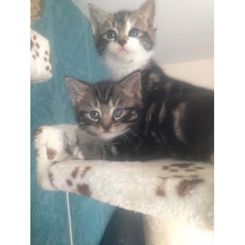 British Shorthair x Bengal Kittens
