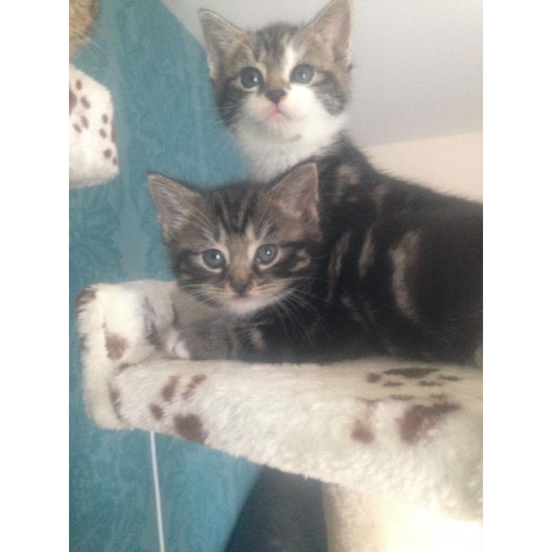 British Shorthair x Bengal Kittens