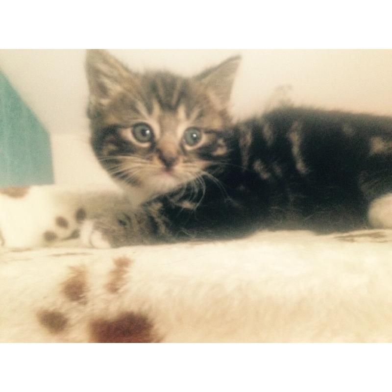 British Shorthair x Bengal Kittens