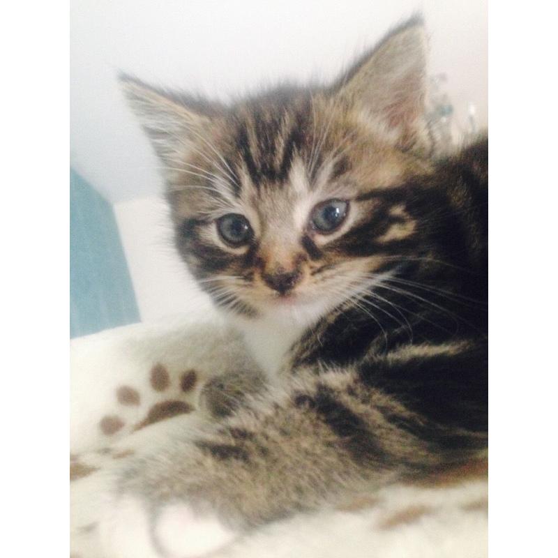 British Shorthair x Bengal Kittens