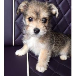 Jack Tzu