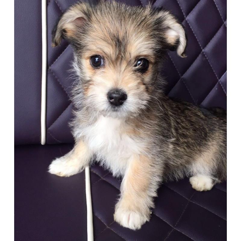 Jack Tzu