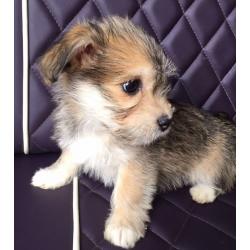 Jack Tzu