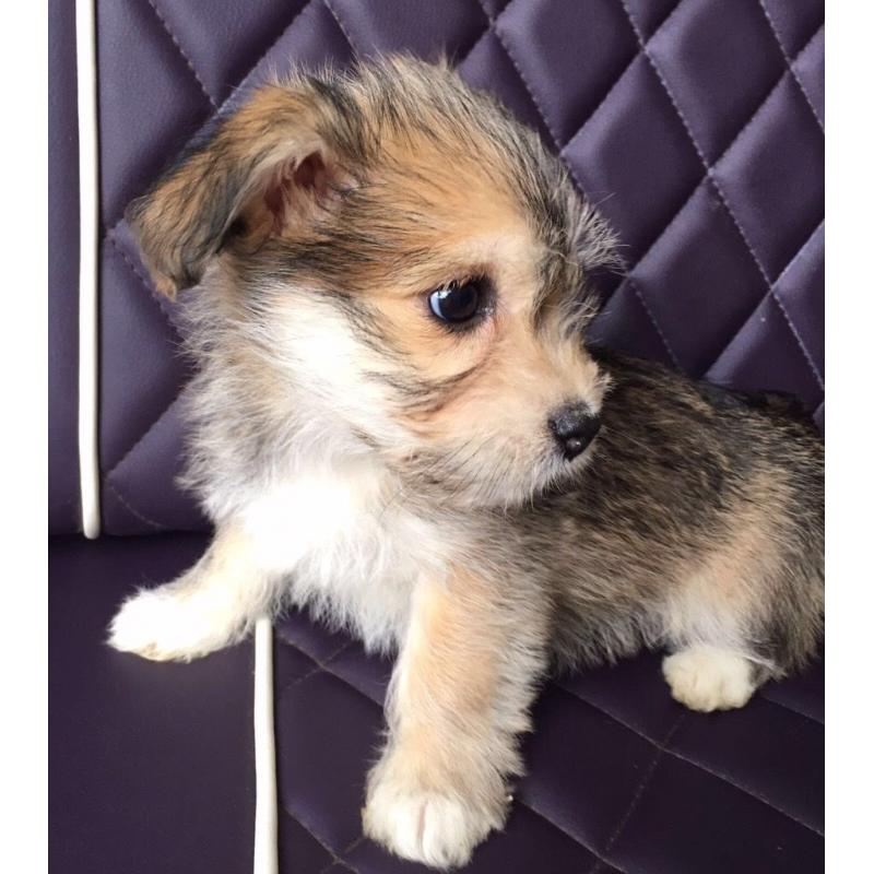 Jack Tzu