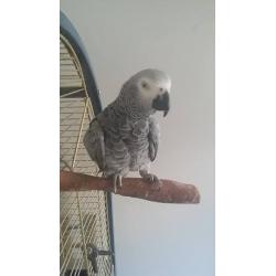 africon gray