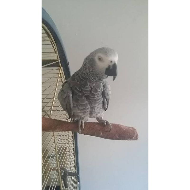 africon gray