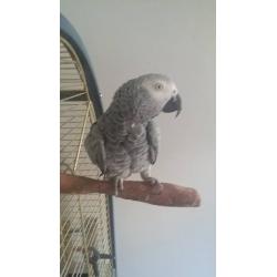 africon gray