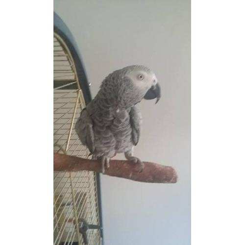 africon gray