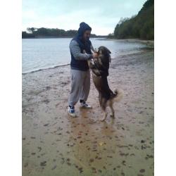 alaskan malamute full ped kc reg *Reduced