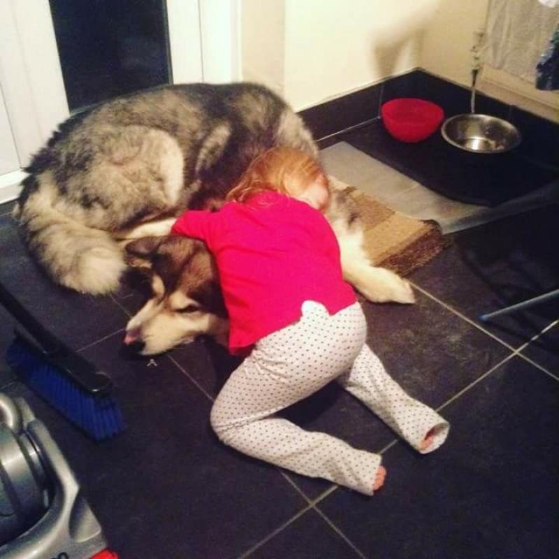alaskan malamute full ped kc reg *Reduced