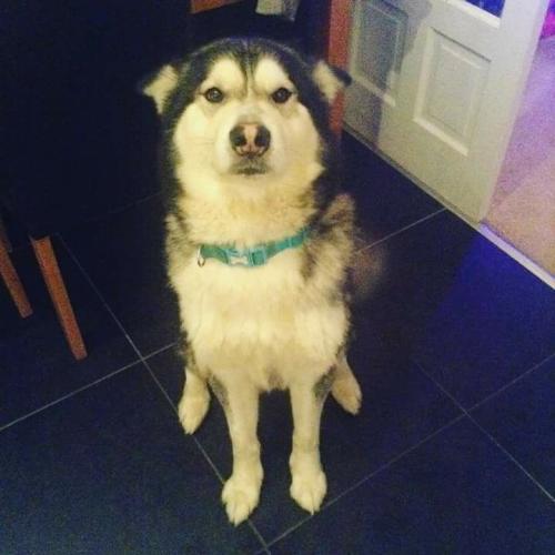 alaskan malamute full ped kc reg *Reduced