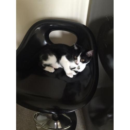 12 weeks old female kitten