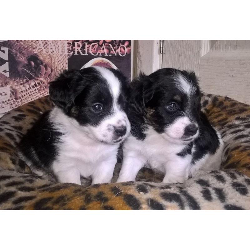 Jack Russell pups