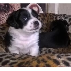 Jack Russell pups