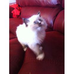 ragdoll kiten