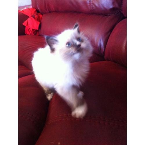ragdoll kiten