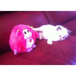 ragdoll kiten