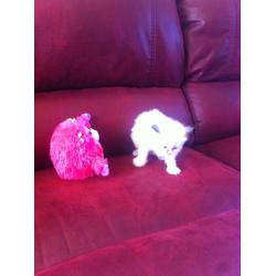 ragdoll kiten