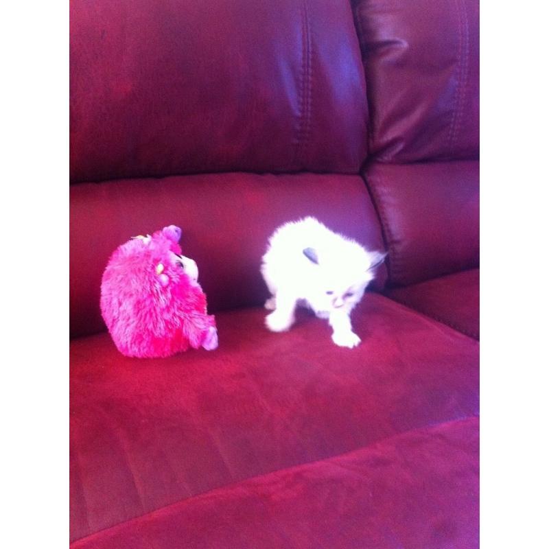 ragdoll kiten