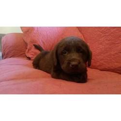 Beautiful litter of kc registered Chocolate Labrador puppies
