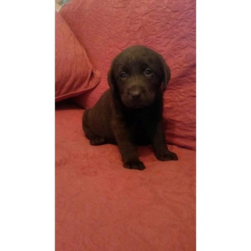 Beautiful litter of kc registered Chocolate Labrador puppies