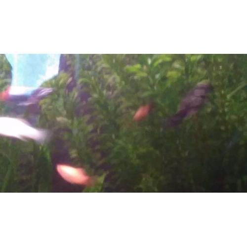 Lots of community fish, mollies, platies & more