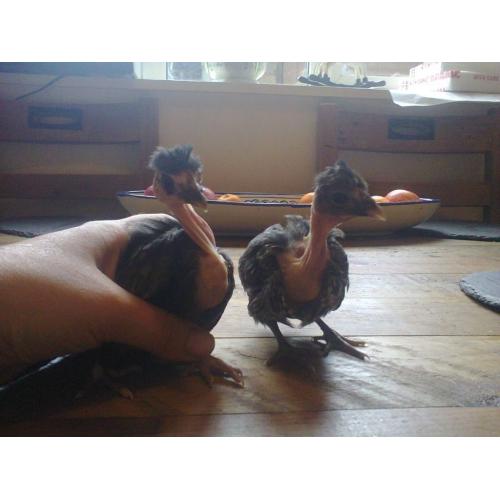 transylvanian naked neck growers lf