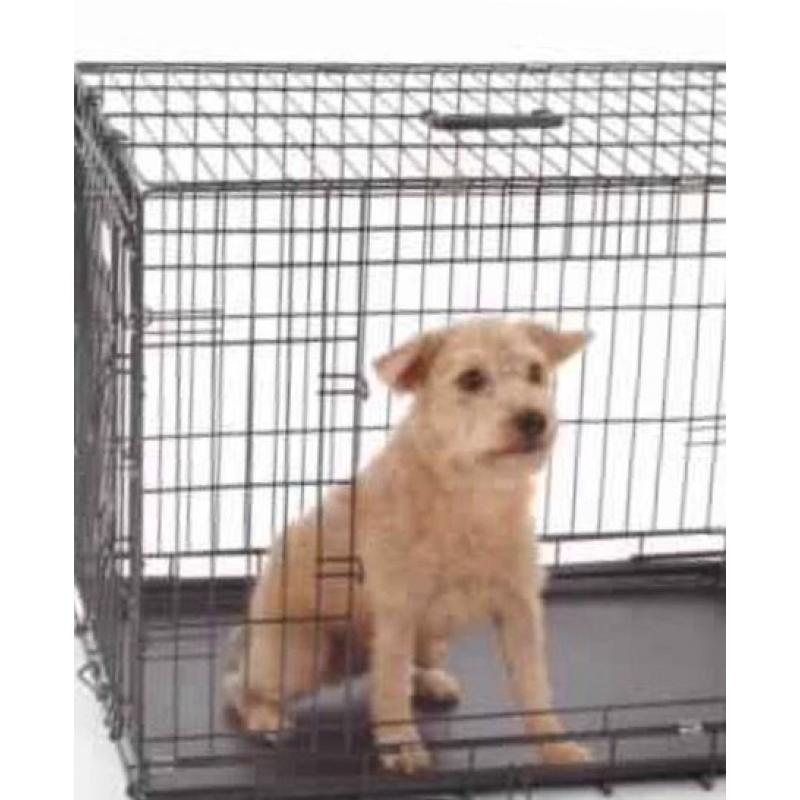 Dog Cages - Various Sizes