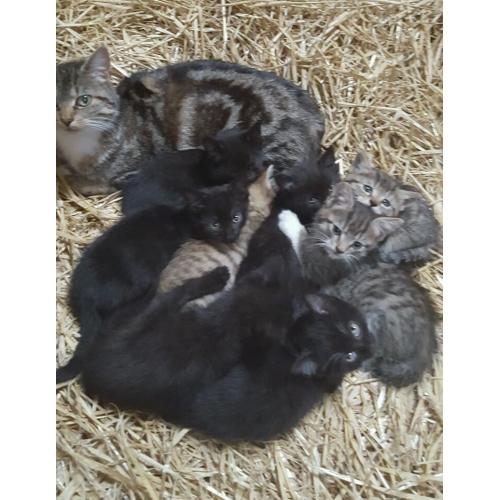 Kittens for sale