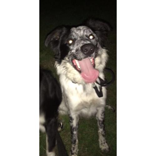 Border collie for sale