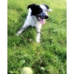 Border collie for sale