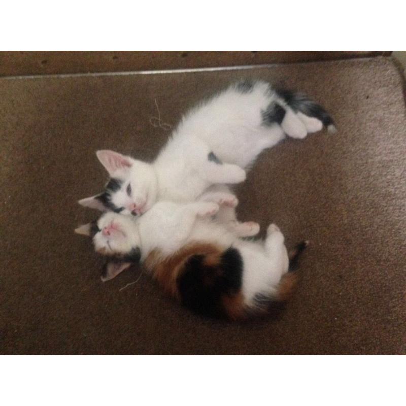 Kittens ready to home