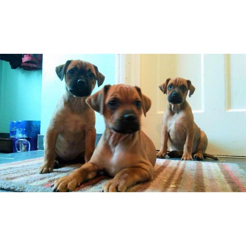 Jug Puppies for Sale.