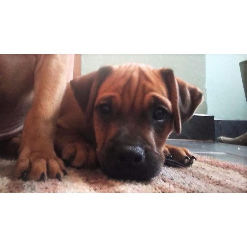 Jug Puppies for Sale.