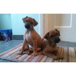 Jug Puppies for Sale.