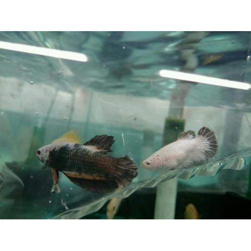 Silver/orange dragon fighting fish pair