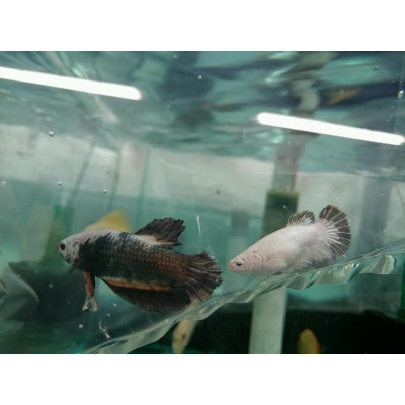 Silver/orange dragon fighting fish pair