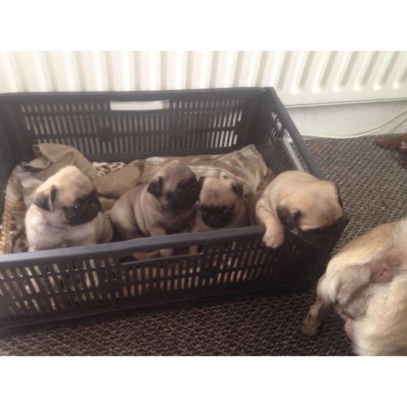 5 GENERATION PUG PUPPIES