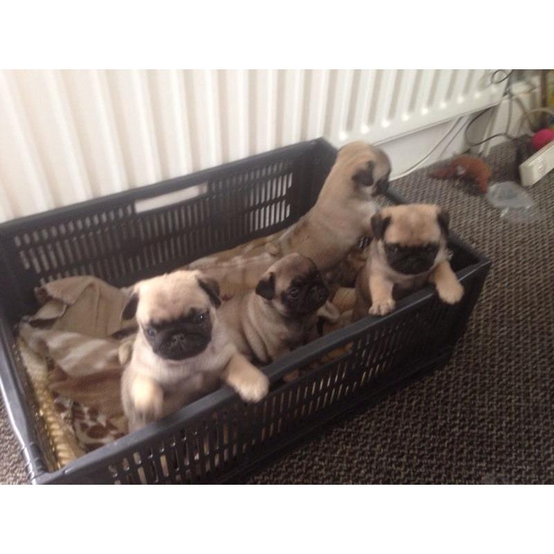 5 GENERATION PUG PUPPIES