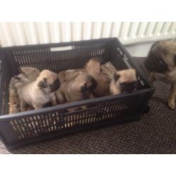 5 GENERATION PUG PUPPIES
