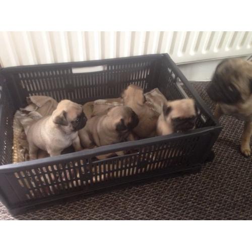 5 GENERATION PUG PUPPIES